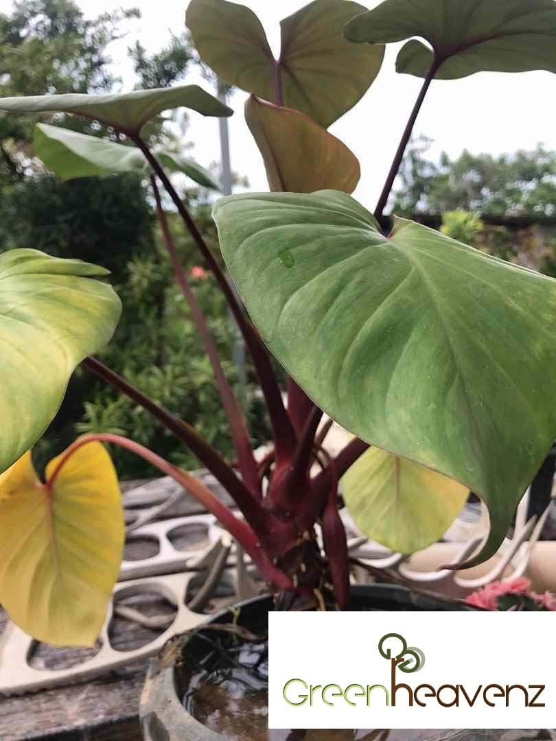 Ghz – Alocasia Cucullata Red Stem Live Plant Pokok Alokasia Batang