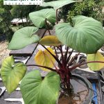 Gnc – Alocasia Cucullata Red Stem Live Plant Pokok Alokasia Batang