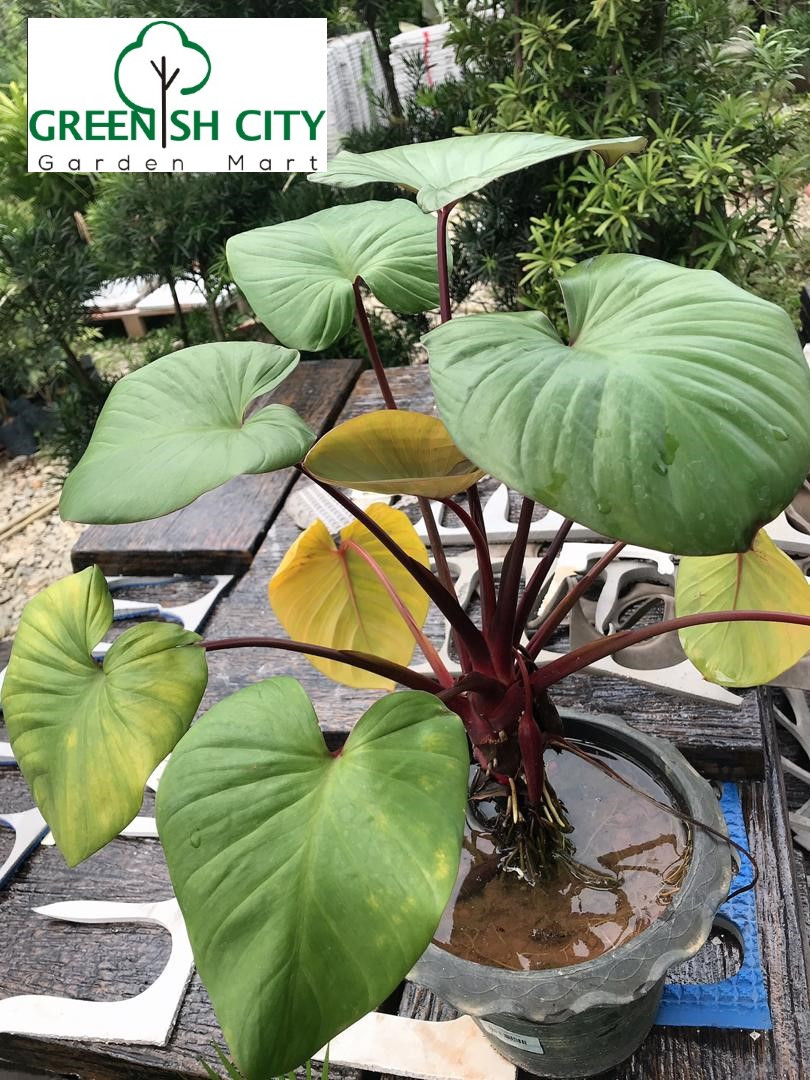 Gnc – Alocasia Cucullata Red Stem Live Plant Pokok Alokasia Batang