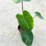 Gnc – Colocasia Esculenta 'Lemon Lime Gecko' Live Plant Pokok