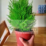 Gnc – Gold Crest Lemon Cypress Outdoor Live Plant Pokok Hiasan