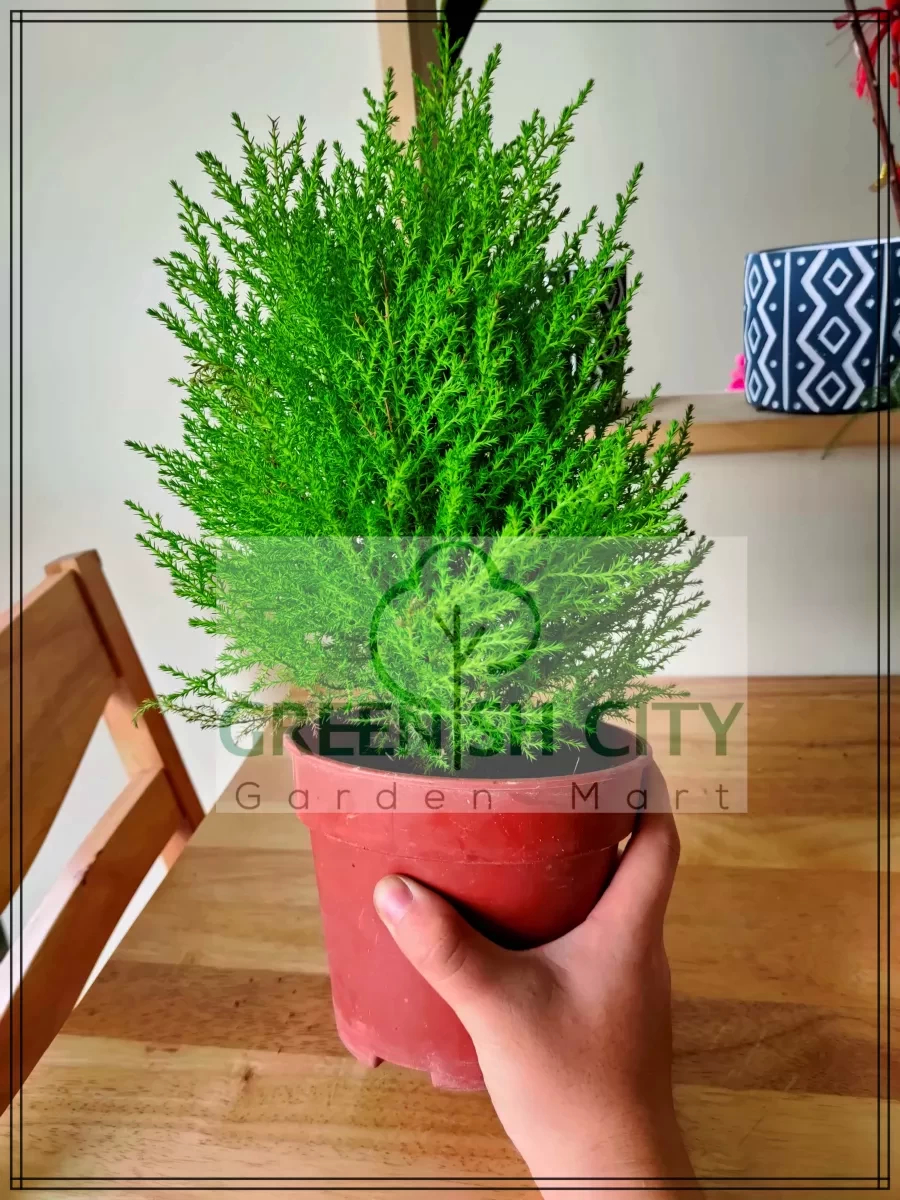 Gnc - Gold Crest Lemon Cypress Outdoor Live Plant Pokok Hiasan