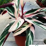 Gnc – Stromanthe Thalia 'Triostar' Indoor Live Plant Pokok Hidup