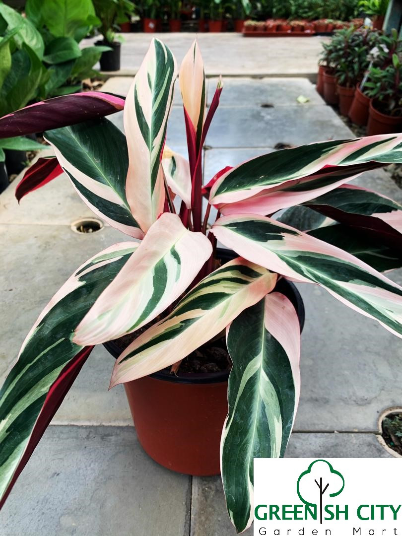 Gnc - Stromanthe Thalia 'Triostar' Indoor Live Plant Pokok Hidup