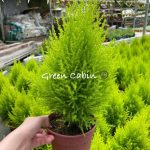 Gold Crest Lemon Cypress Pokok Rhu 香松 Cameron Highlands [Potted Live Plant/  盆栽/ Pokok Bonsai/ Anak Pokok Bunga Hidup]