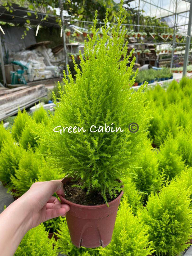 Gold Crest Lemon Cypress Pokok Rhu 香松 Cameron Highlands [Potted Live Plant/  盆栽/ Pokok Bonsai/ Anak Pokok Bunga Hidup]