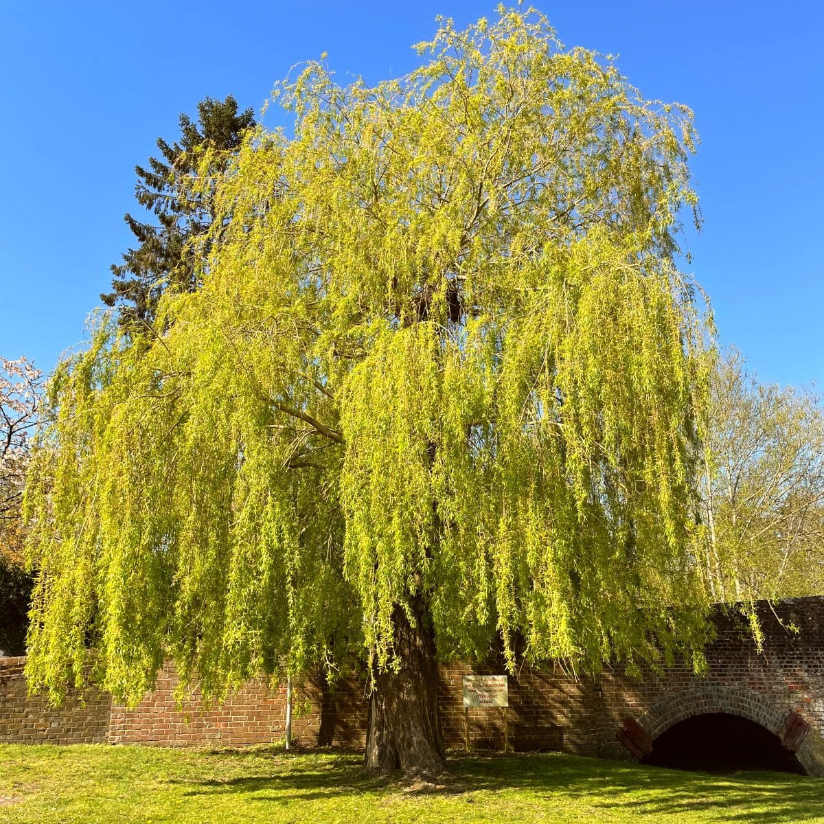 Golden Weeping Willow Tree | Salix Chrysocoma