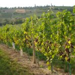 Grape Leaves And Vine Shoots | Feedipedia