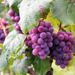 Grapes | Your Guide To Growing Grapes With Lifestyle Home Garden
