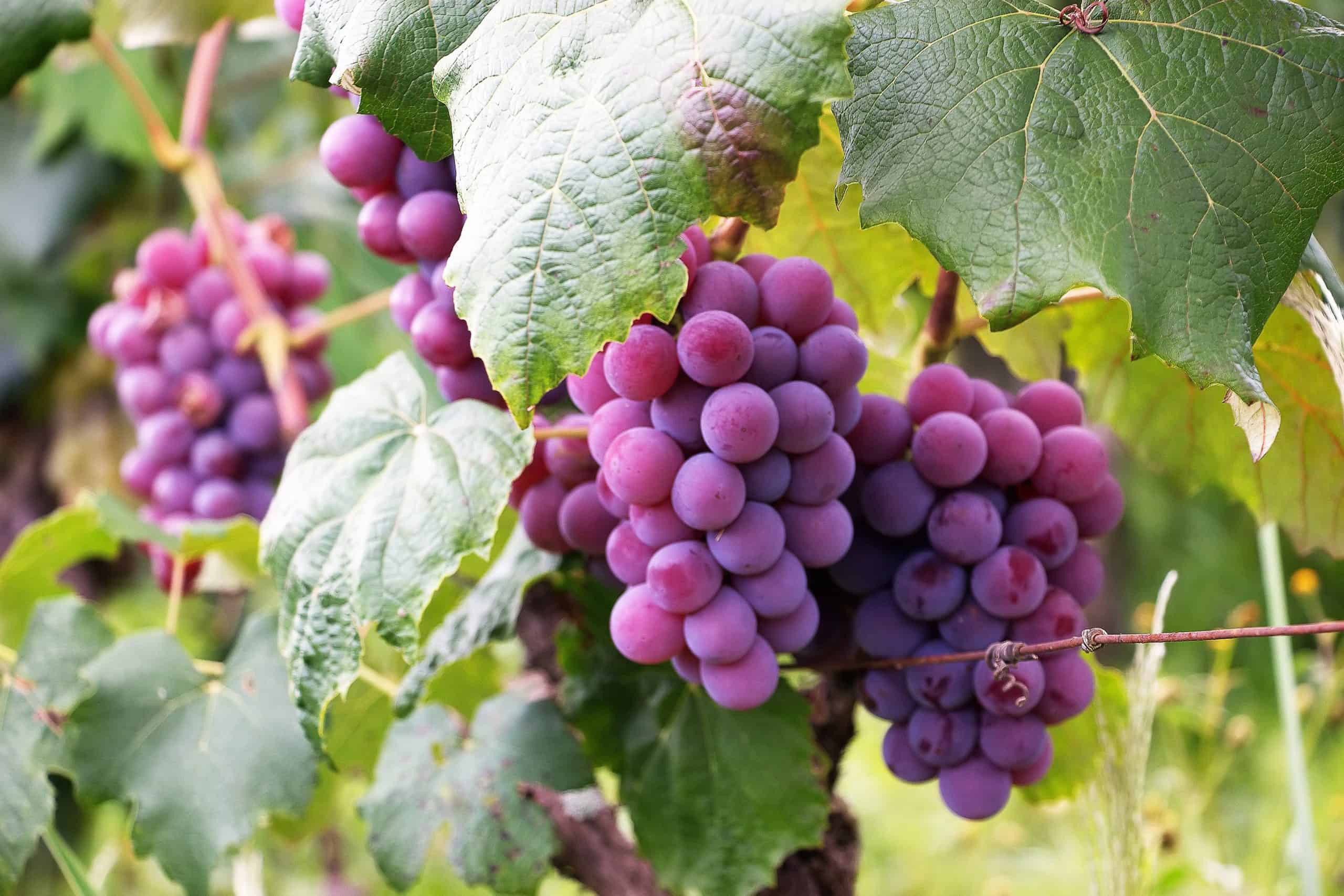 Grapes | Your Guide To Growing Grapes With Lifestyle Home Garden