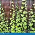 Green Climbing Plants With Leaves On Grid And Fence Background