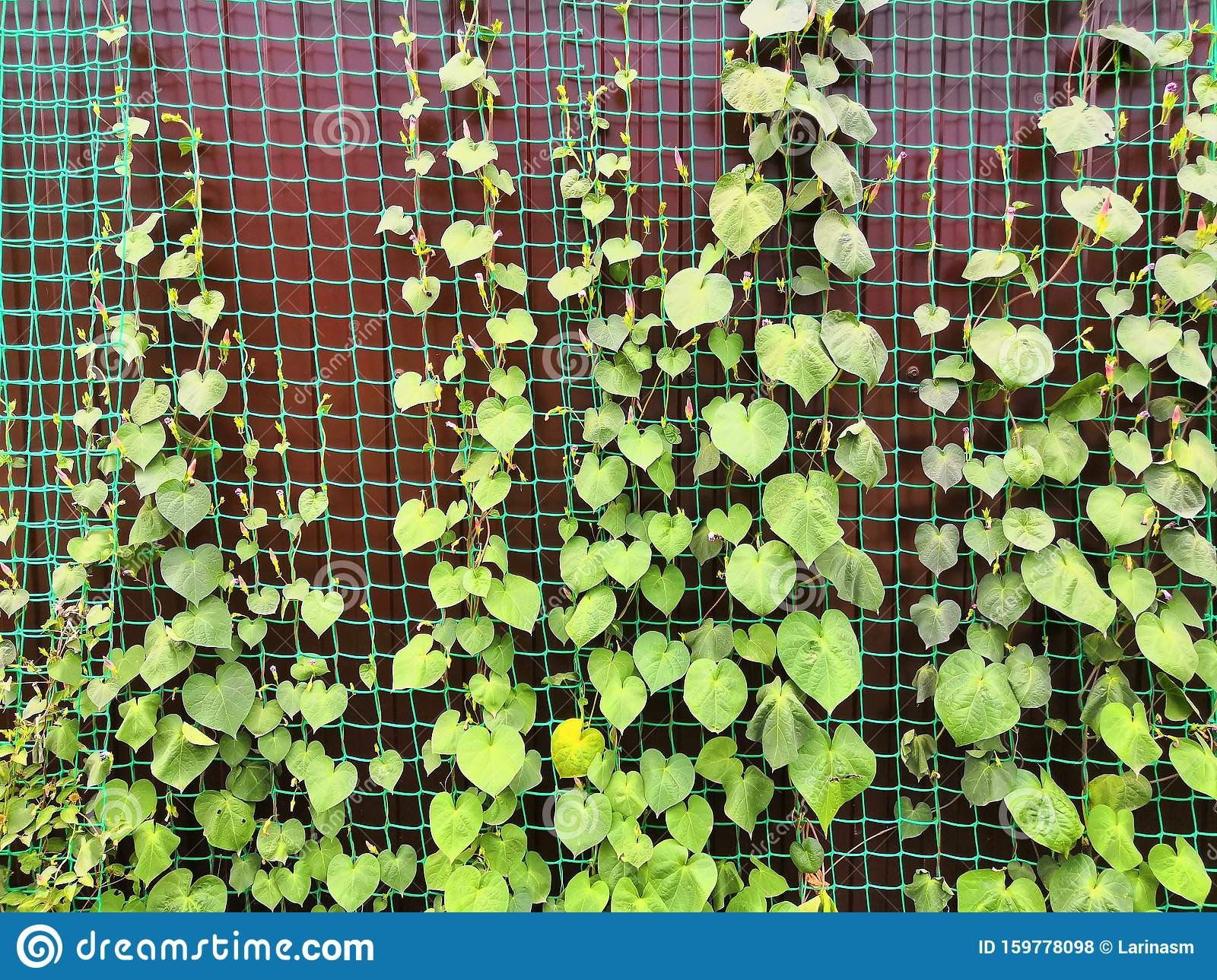 Green Climbing Plants With Leaves On Grid And Fence Background