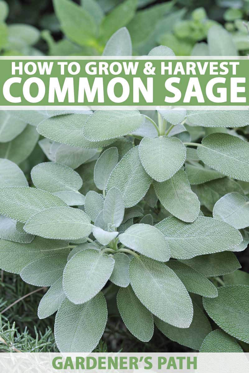 Grow Common Sage, A Mediterranean Culinary Staple | Gardener'S Path
