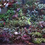 Growing Bucephalandra | Bucephalandra Care & Info – Aquariadise