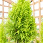 Growing Lemon Cypress Trees – Lemon Cypress Plant Care