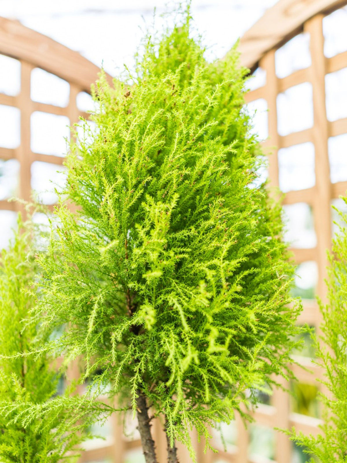 Growing Lemon Cypress Trees – Lemon Cypress Plant Care