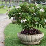 Growing Plumeria: How To Care For Frangipani | Gardener'S Path