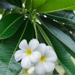 Growing Plumeria: How To Care For Frangipani | Gardener'S Path