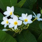 Growing Plumeria: How To Care For Frangipani | Gardener'S Path