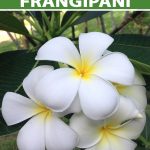 Growing Plumeria: How To Care For Frangipani | Gardener'S Path