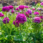 Growing Ranunculus Flowers | Kellogg Garden Organics™