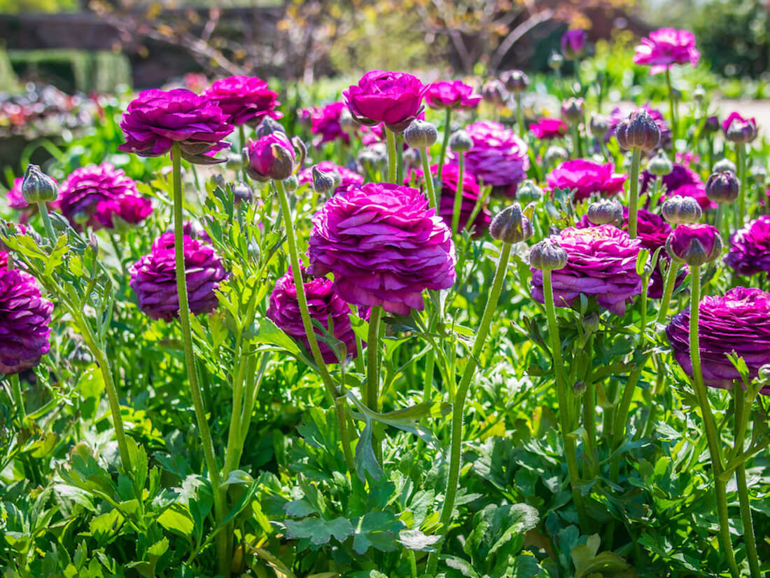 Growing Ranunculus Flowers | Kellogg Garden Organics™