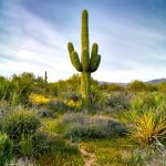 Growing Saguaro Cactus: Information On Saguaro Cactus Care