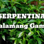 Herbal Plant Serpentina | Health Benefits| Mabisang Panglunas Sa Sakit