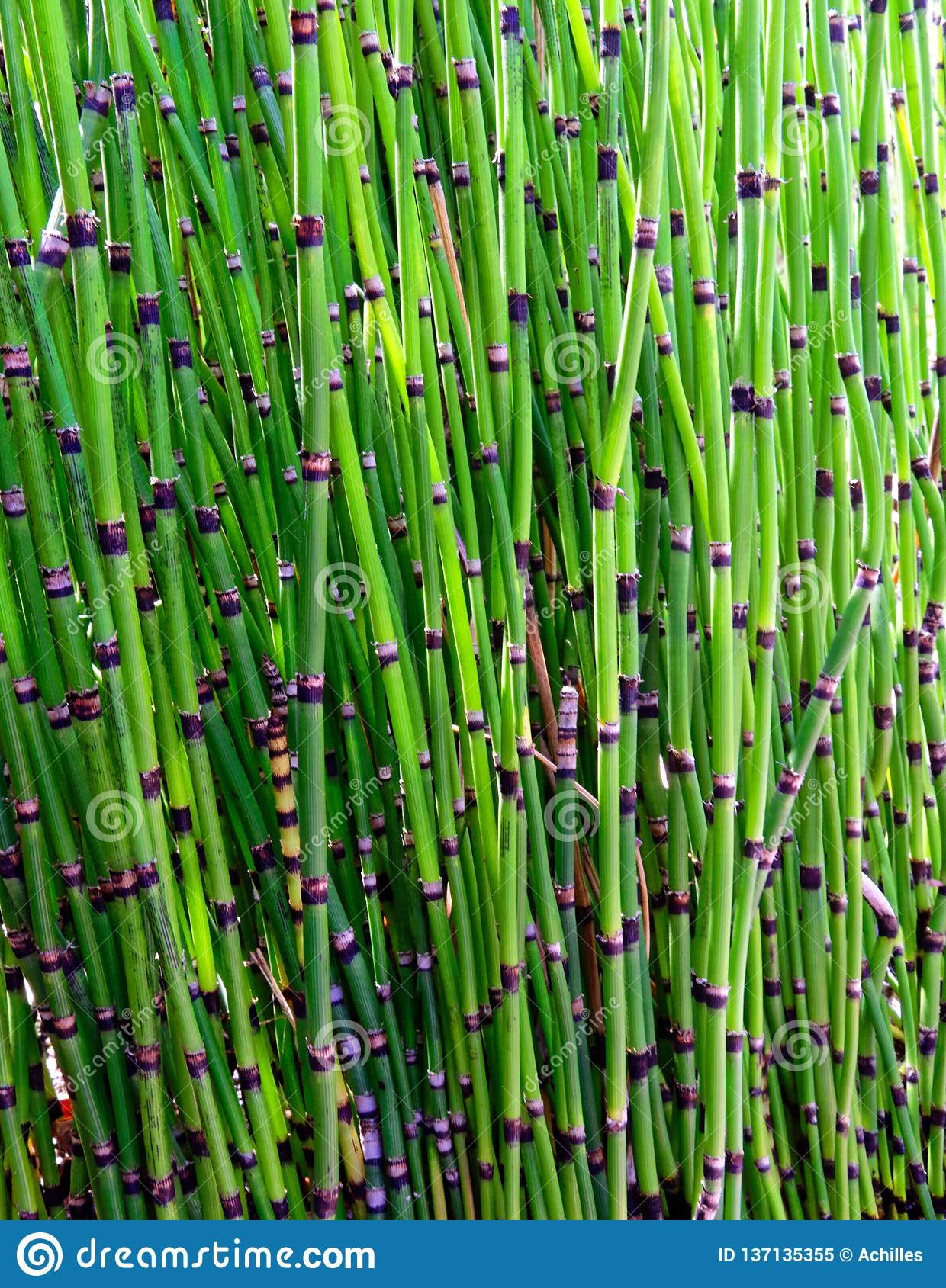 Horsetail Equisetum Plant, Bali, Indonesia Stock Image – Image Of