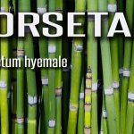 Horsetail For Your Landscape? Great Plantbut Be Careful!