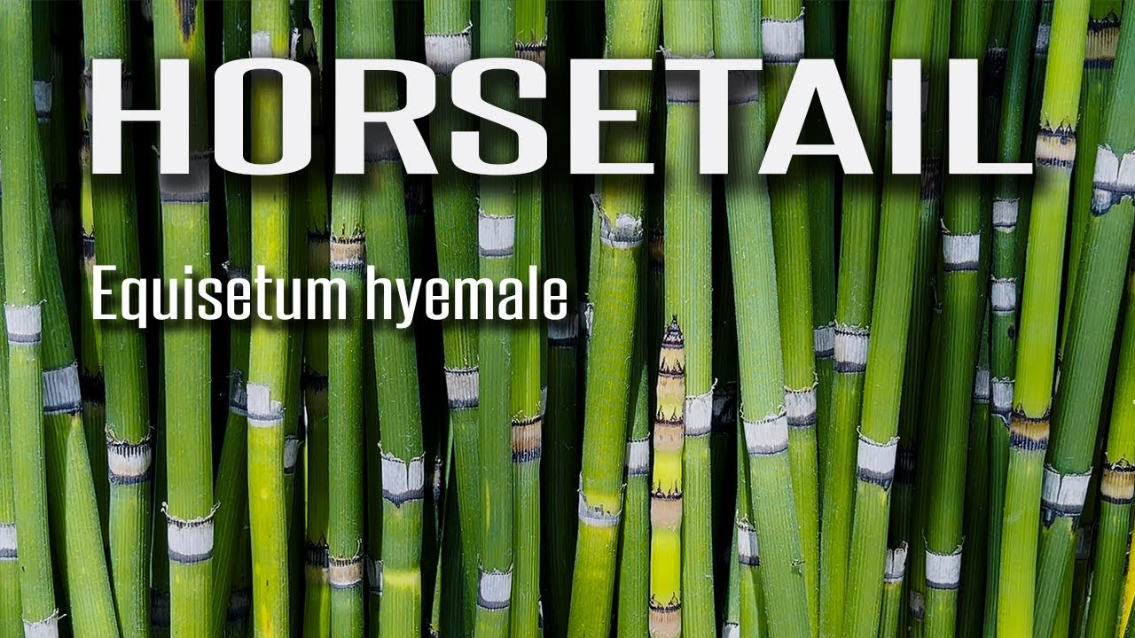 Horsetail For Your Landscape? Great Plantbut Be Careful!