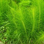 Horsetail Herb Uses – Information On Caring For Horsetail Plants