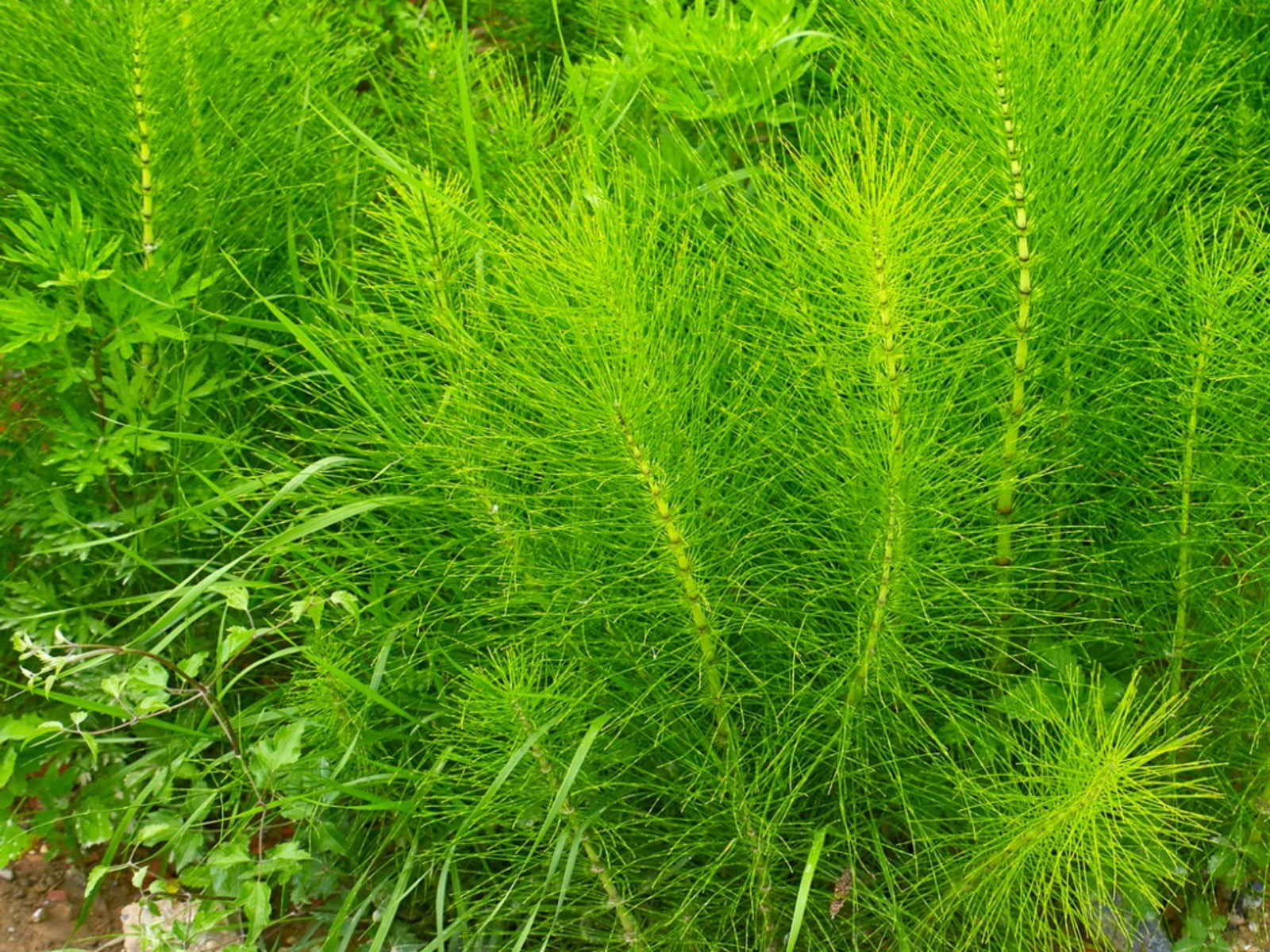Horsetail Herb Uses – Information On Caring For Horsetail Plants
