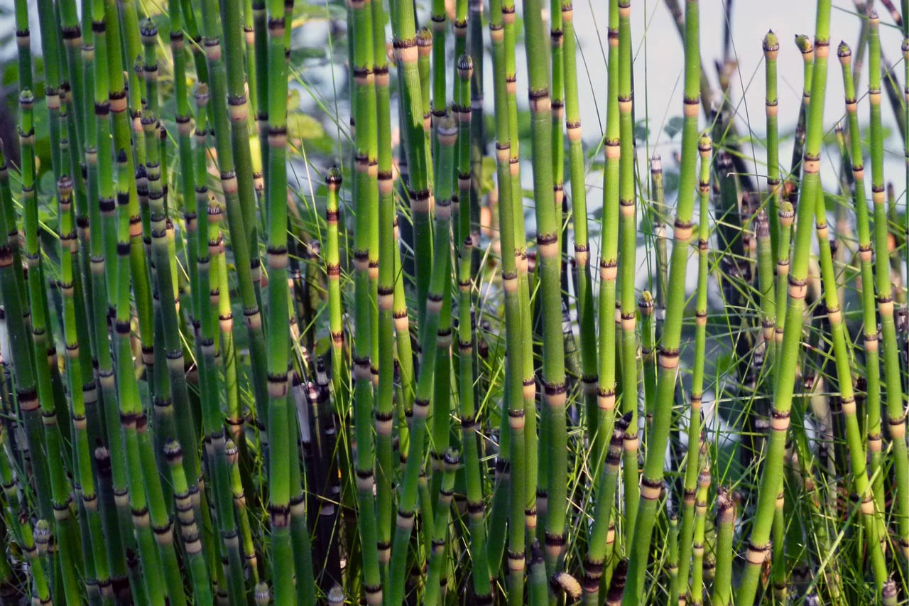 Horsetail‌ ‌Plant:‌ ‌An‌ ‌Eco Friendly‌ ‌Way‌ ‌To‌ ‌Add‌ ‌Beauty‌