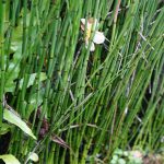 Horsetail: Plant Care & Growing Guide