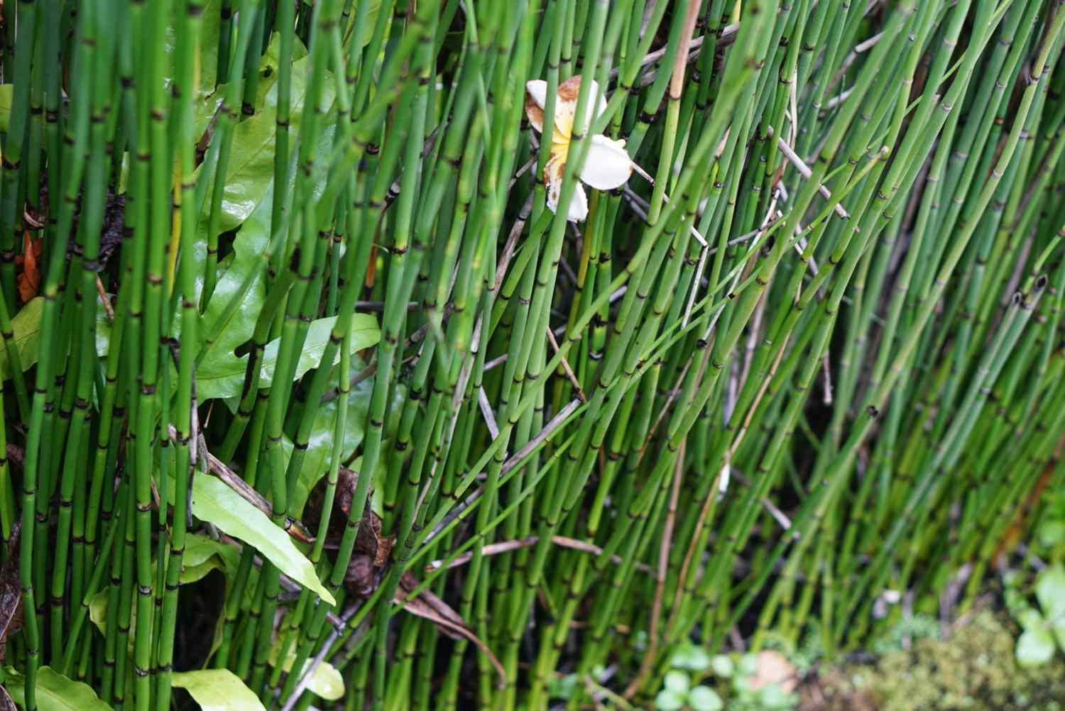 Horsetail: Plant Care & Growing Guide
