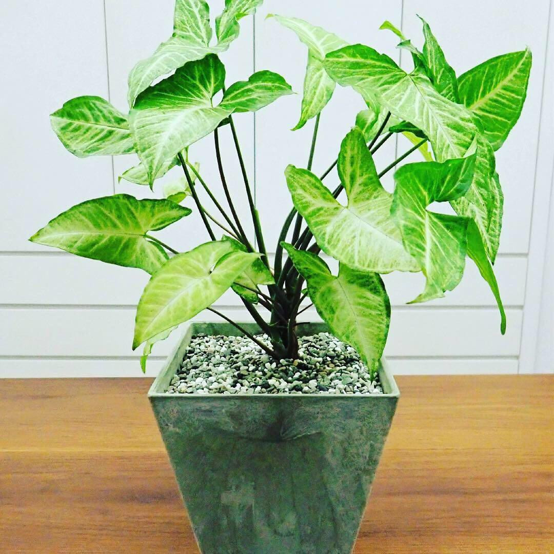 Houseplant Syngonium Podophyllum (Arrowhead Plant)., Furniture