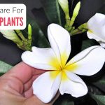 How To Care For Plumeria Plants