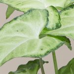 How To Care For The Arrowhead Plant | Plants 101 – The Sill