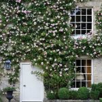 How To Choose A Climbing Plant For Your Garden | House & Garden