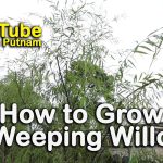 How To Grow A Weeping Willow – Salix Babylonica – Fast Growing Graceful Tree