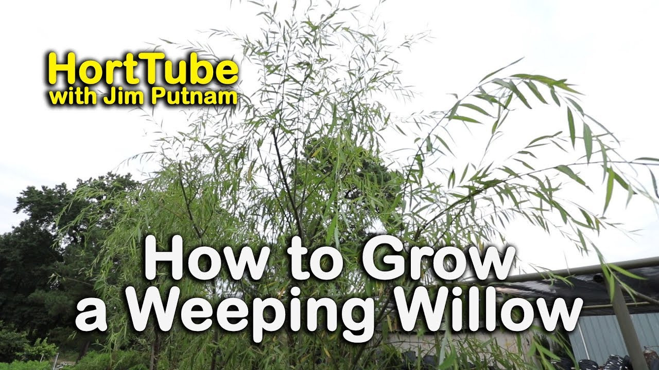 How To Grow A Weeping Willow – Salix Babylonica – Fast Growing Graceful Tree