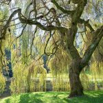 How To Grow And Care For A Weeping Willow | Bbc Gardeners World