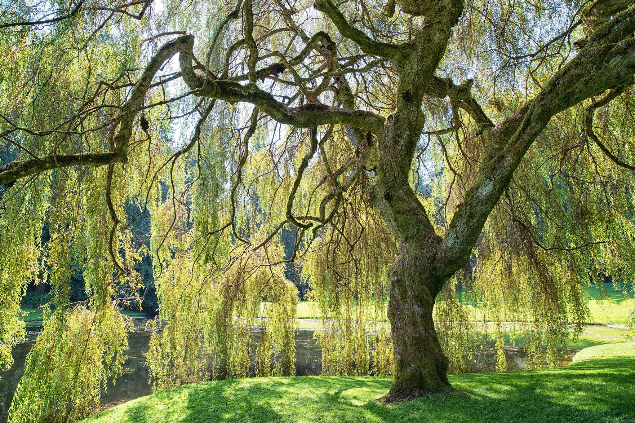 How To Grow And Care For A Weeping Willow | Bbc Gardeners World