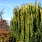 How To Grow And Care For A Weeping Willow | Bbc Gardeners World