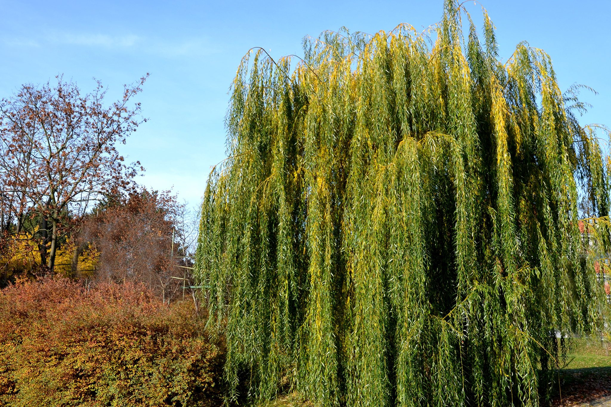 How To Grow And Care For A Weeping Willow | Bbc Gardeners World