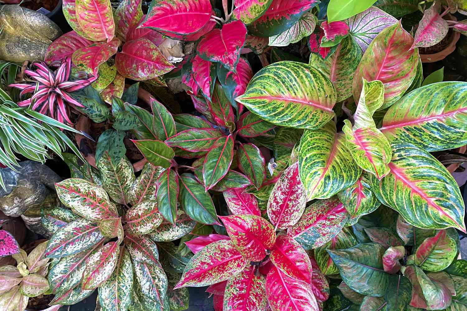How To Grow And Care For Aglaonema (Chinese Evergreen)