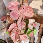 How To Grow And Care For Arrowhead Plant