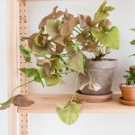How To Grow And Care For Arrowhead Vine