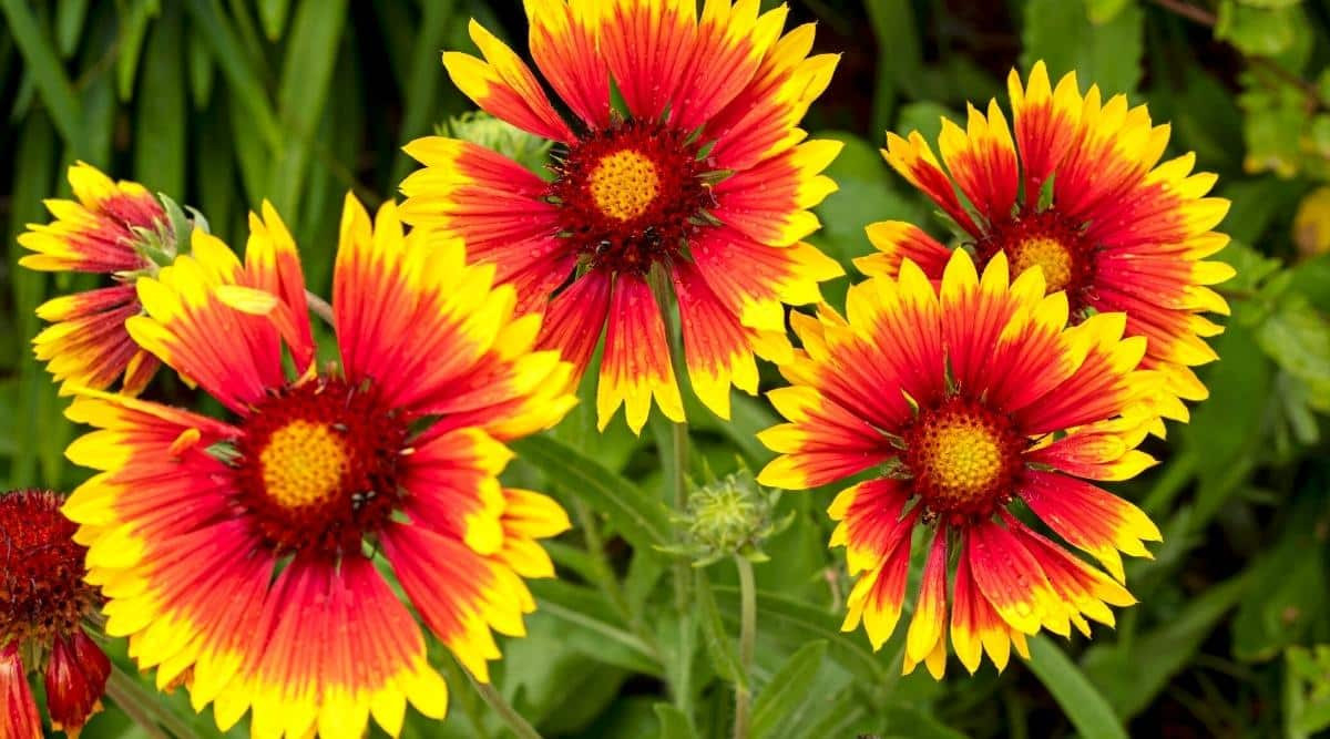 How To Grow And Care For Blanket Flowers (Gaillardia)